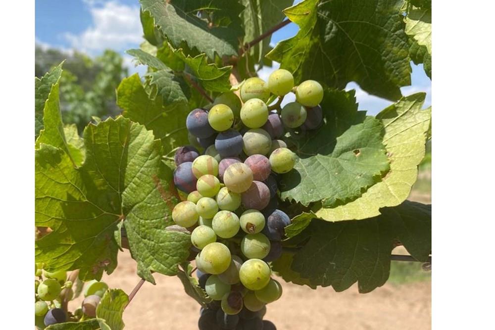 ¡EXCELENTE OPORTUNIDAD PARA TI, INVERSIONISTA!  TERRENO EN TEQUISQUIAPAN 70,530m2 - Documentación 100% en REGLA, libre de gravamen