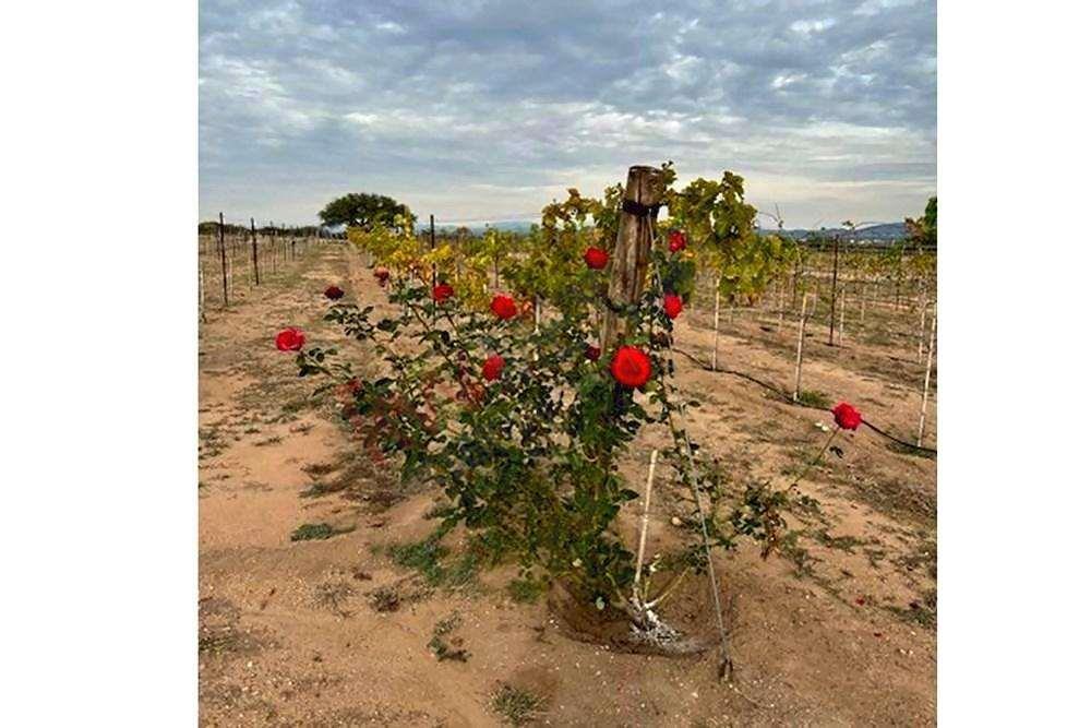 ¡EXCELENTE OPORTUNIDAD PARA TI, INVERSIONISTA!  TERRENO EN TEQUISQUIAPAN 70,530m2 - Documentación 100% en REGLA, libre de gravamen