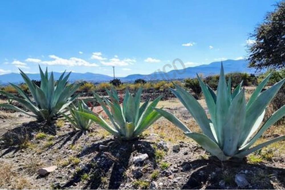 Beautiful Corner Lot Located in El Toreador