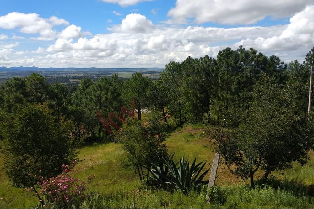 2.6 hectáreas de Bosque en Amealco con camino empedrado y luz eléctrica.