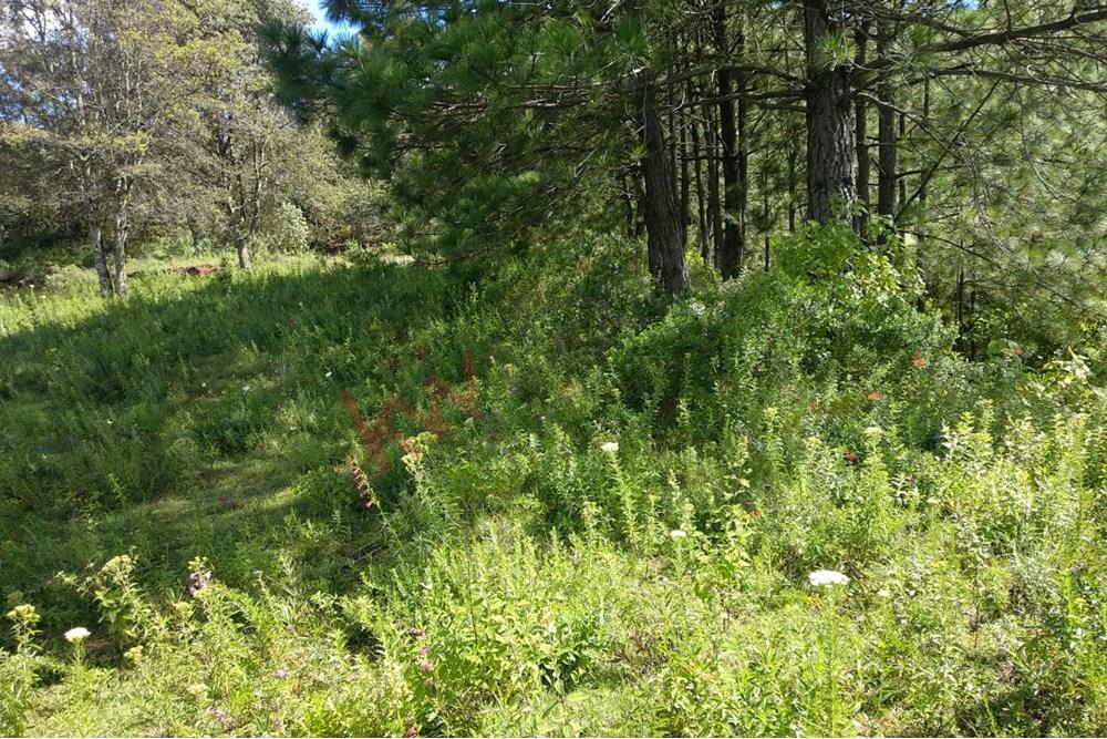 2.6 hectáreas de Bosque en Amealco con camino empedrado y luz eléctrica.