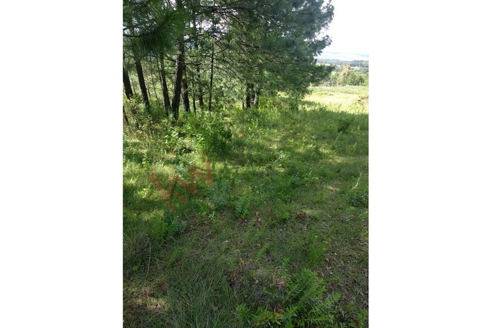 2.6 hectáreas de Bosque en Amealco con camino empedrado y luz eléctrica.