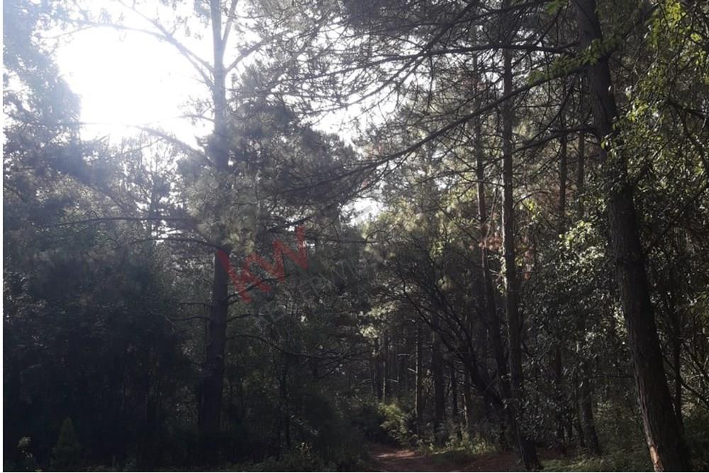 Terreno de 13,804m2 en Laguna de Servin; ubicado en zona de bosque de encinos y pinos en el estado de Michoacán.