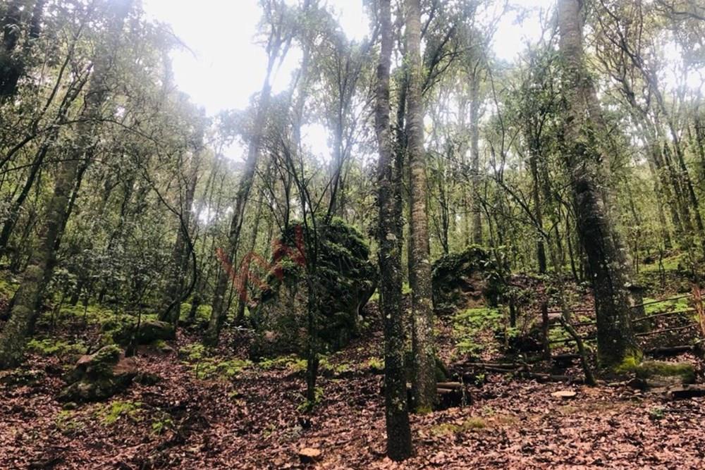 Terreno de 13,804m2 en Laguna de Servin; ubicado en zona de bosque de encinos y pinos en el estado de Michoacán.