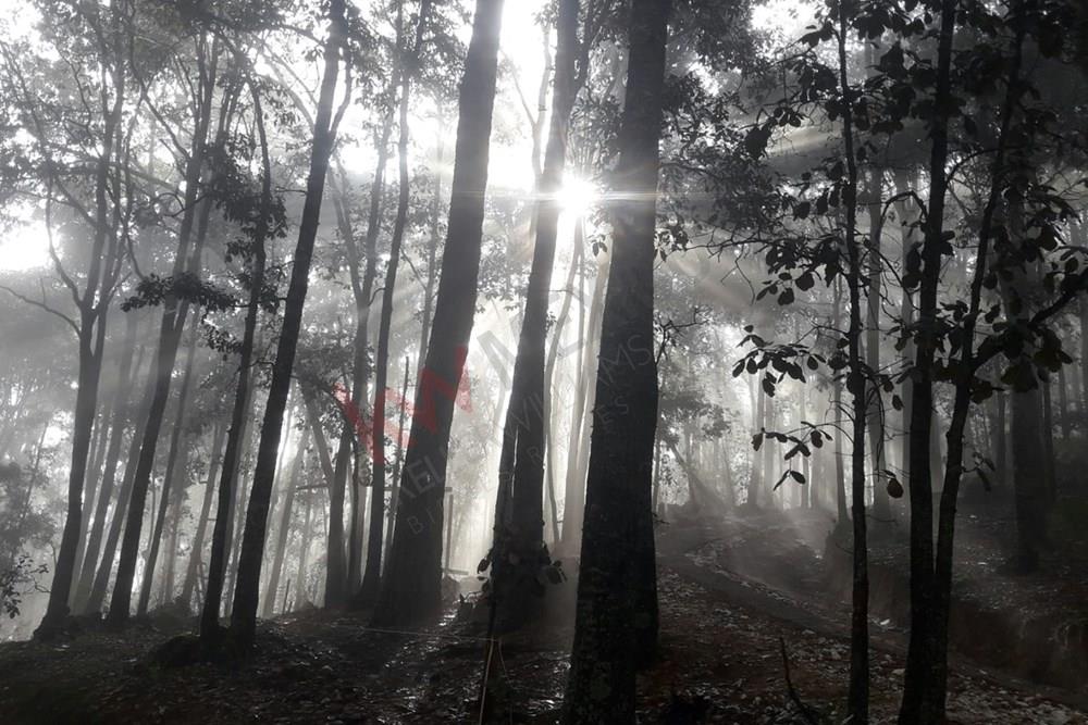 Terreno de 13,804m2 en Laguna de Servin; ubicado en zona de bosque de encinos y pinos en el estado de Michoacán.