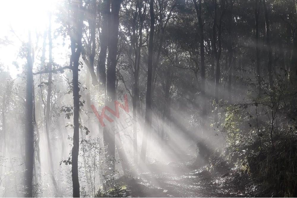 Terreno de 13,804m2 en Laguna de Servin; ubicado en zona de bosque de encinos y pinos en el estado de Michoacán.