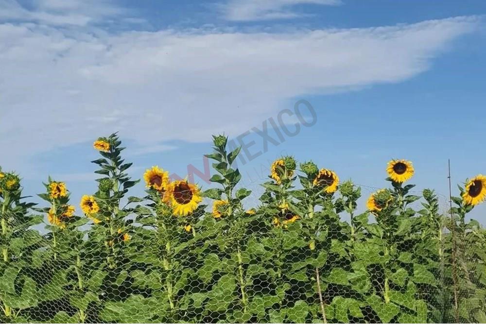 Águila Real Residencial: Creating a lifestyle enriched with harmony, nature, and community