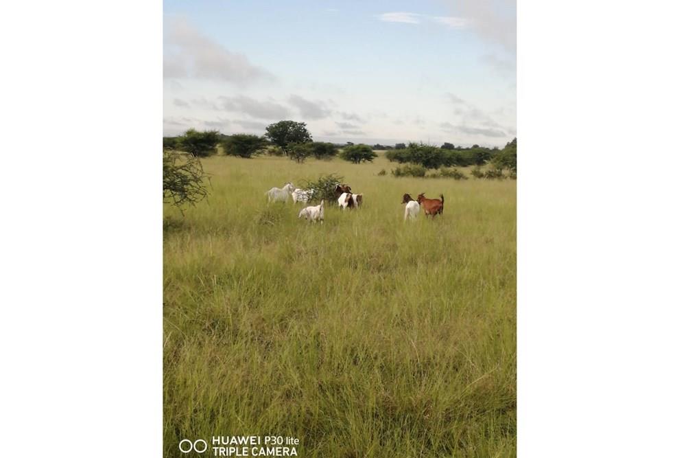 Farm For Sale in Radium Bela Bela