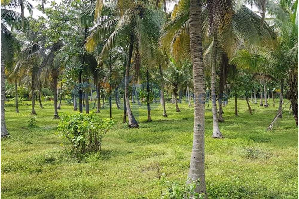 29 Acre Coconut Farm for sale in Palakkad Kerala